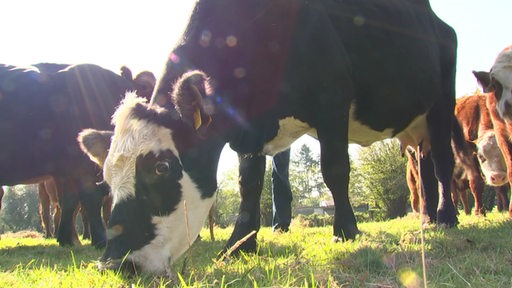 Eine Kuh frisst Gras auf einer Wiese