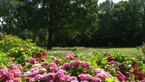 Blühende Hortensien sind im Vordergrund zu sehen, dahinter ein Baum und eine Wiese.