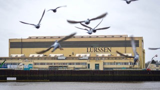 Möwen fliegen vor einem Werft-Gebäude am Wasser.