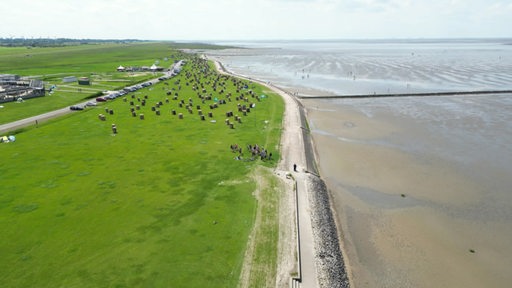 Das Wattenmeer: Nationalpark und Weltnaturerbe. Ein einzigartiger Lebensraum für Pflanzen, Tiere und Menschen.