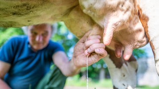 Ein Bio-Landwirt beim Kuh- Melken von Hand.