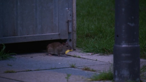 Eine Ratte mit einem Käsestück im Mund.