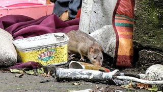 Eine Ratte im Müll (Archivbild)
