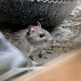 Eine Ratte sitzt in einem Garten in einer Stadt