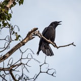 Ein schwarzer Vogel sitzt auf einem Ast.