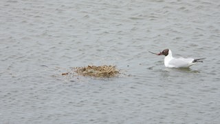 Ein Vogel schwimmt neben einem Nest im Wasser.