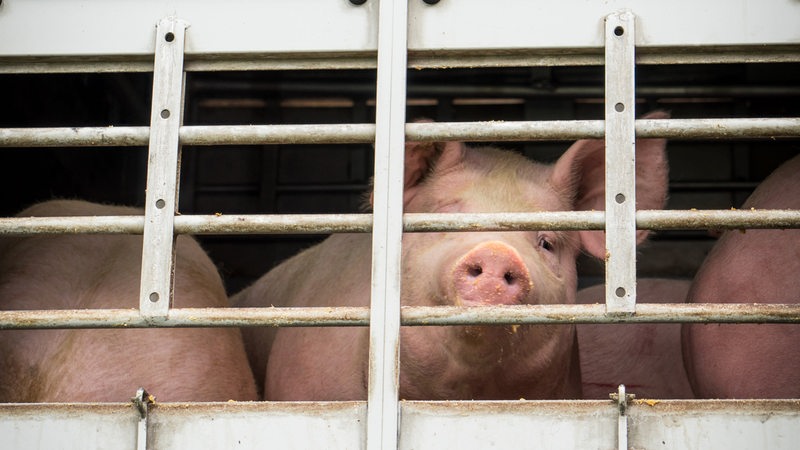 Schweine in einem Käfig auf einem Transporter.