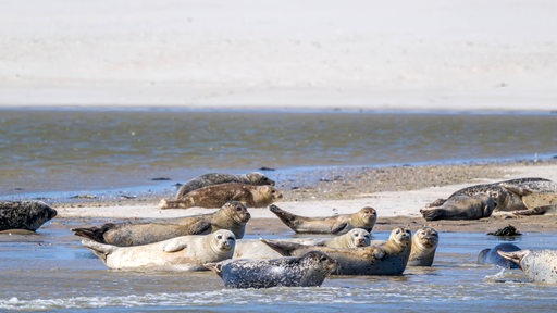 Seehunde sonnen sich auf Sandbänken auf Spiekeroog