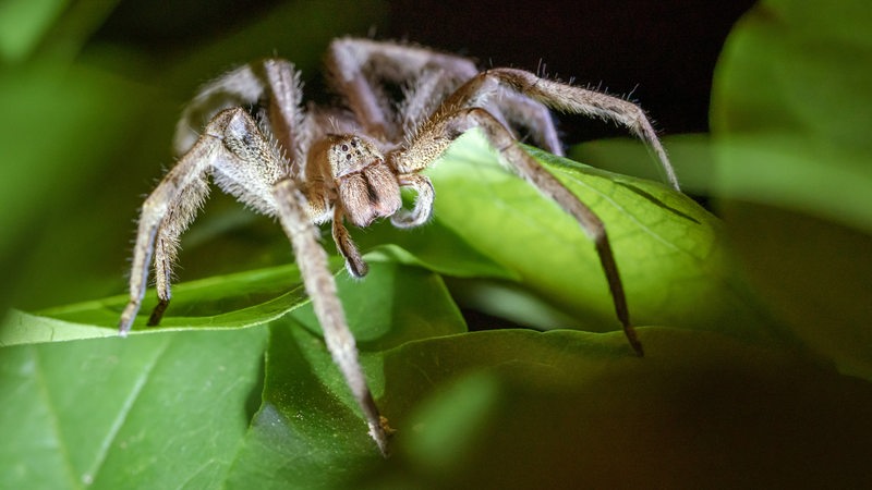 Eine sogenannte Bananenspinne der Spinnengattung Phoneutria sitzt auf einem Blatt