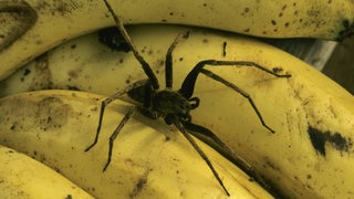 Spinne auf Bananen