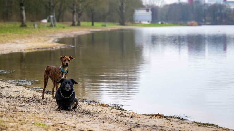 Hunde am Ufer des Stadtwaldsees (Unisee).