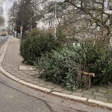 Entsorgte Tannenbäume liegen auf dem Gehweg am Osterdeich