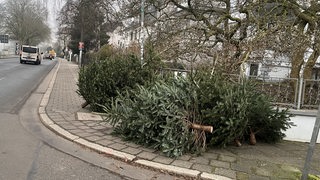 Entsorgte Tannenbäume liegen auf dem Gehweg am Osterdeich