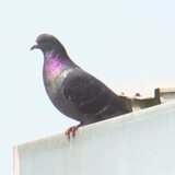 Eine Taube sitzt auf dem Taubenhaus-Dach des Parkhauses Am Brill