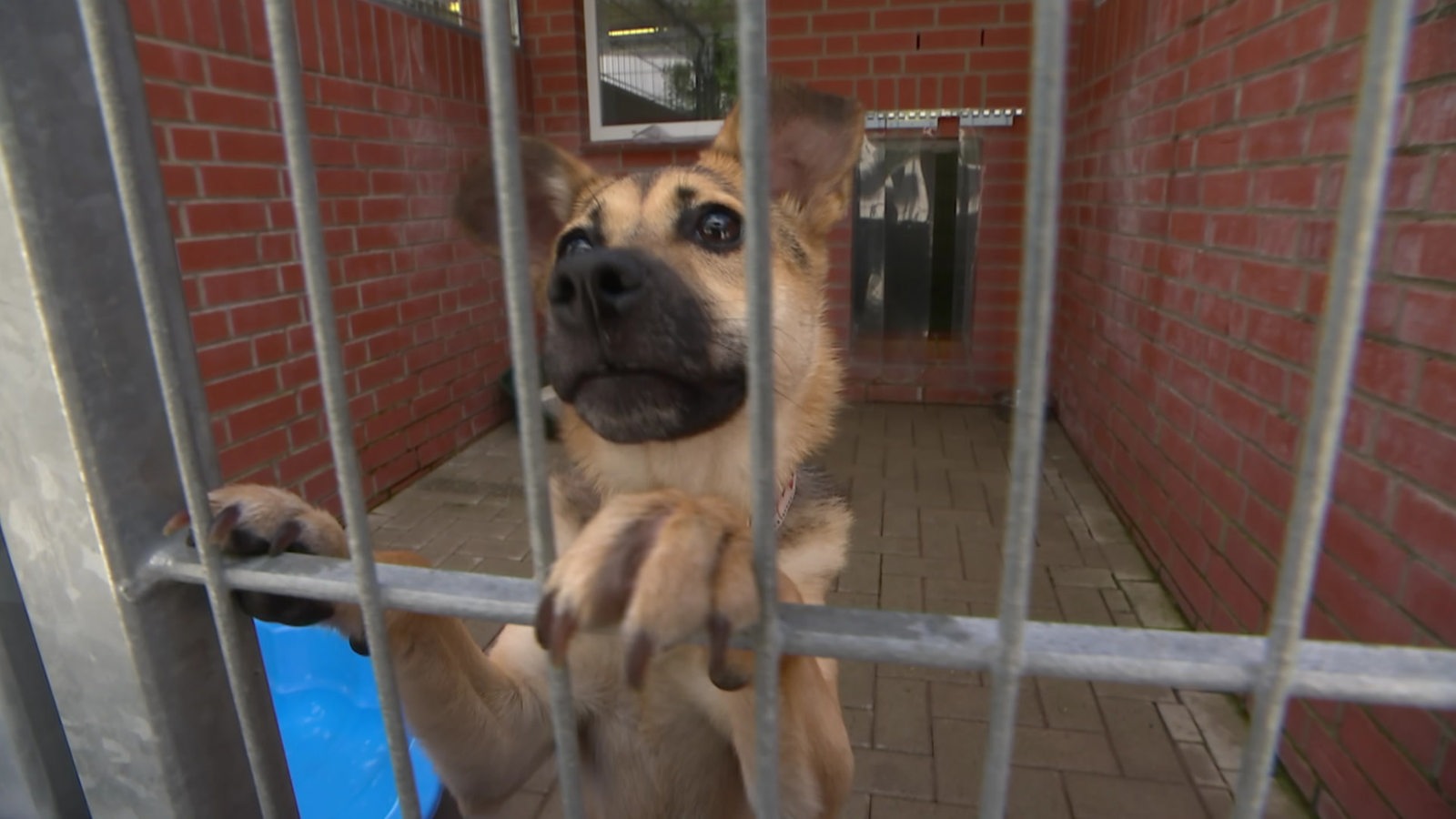 Nach Hundeboom im Lockdown quillt das Bremer Tierheim vor Welpen über