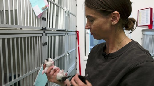 Eine Tierpflegerin hält zwei Katzenbabys in der Hand, im Hintergrund ist eine Reihe Käfige zu sehen