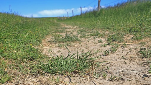 Staubiges und dürres Ackerland 