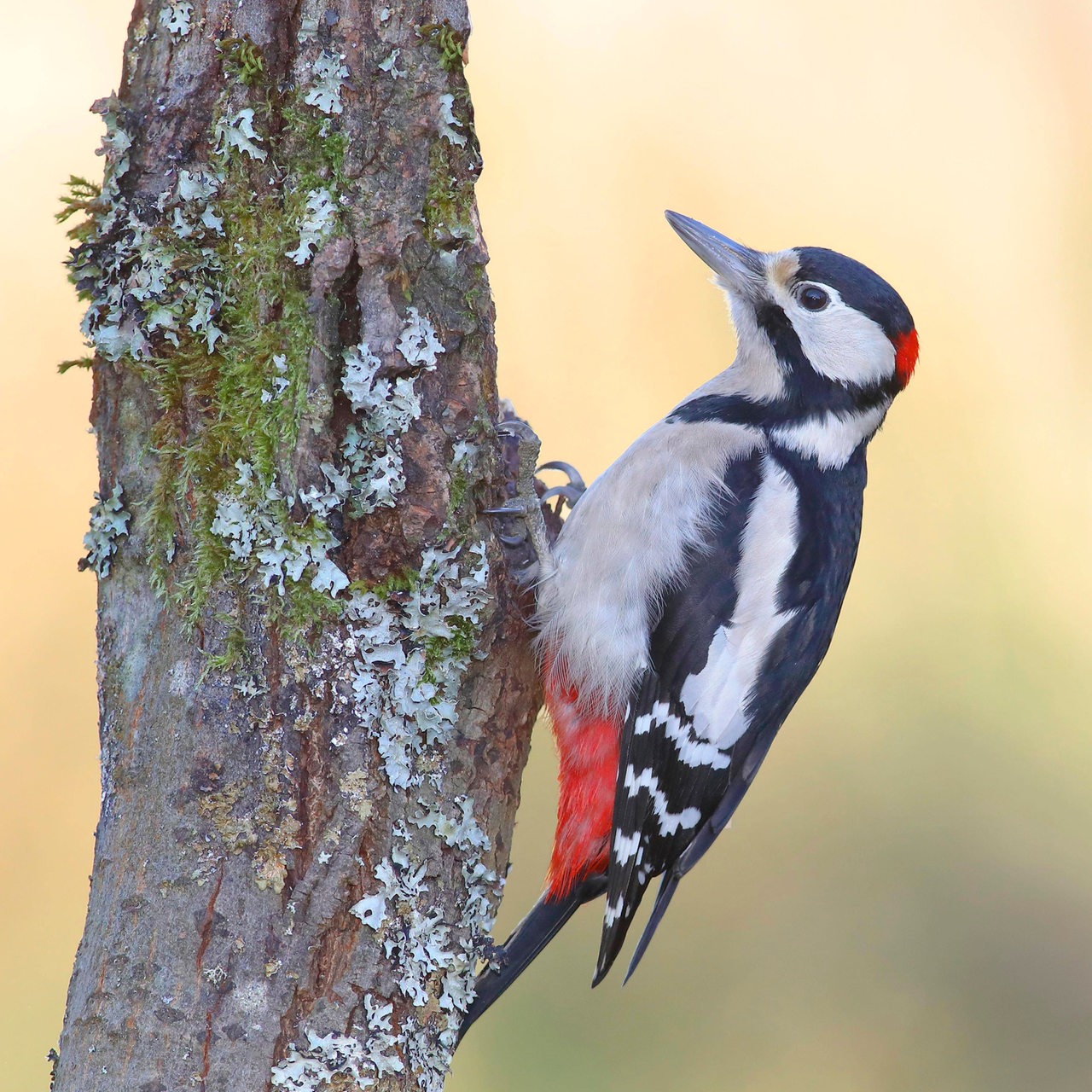 Darum hat der Specht keine Kopfschmerzen – und andere Vogelfakten - buten  un binnen