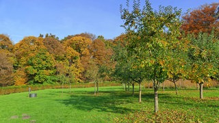 Streuobstwiese im Wätjens Park