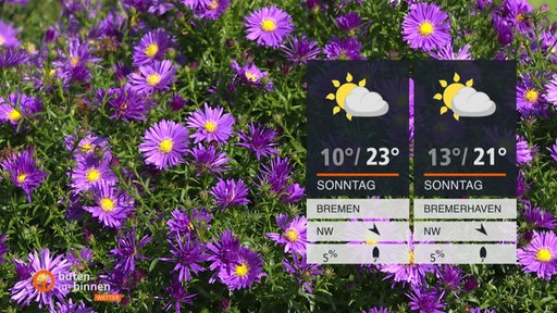 Rechts sind die Wetterkacheln und im Hintergrund sind lilane Blumen zu sehen.