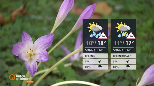 Die Wetterkacheln vor mehreren lilanen Blumen.