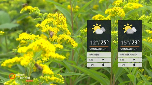 Die Wetterkacheln und ein paar Bienen und Pflanzen im Hintergrund