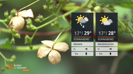 Wettertafeln mit Pflanze im Hintergrund