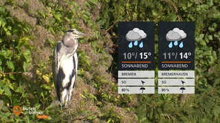 Verschiedene Baumgewächse hinter den Wettertafeln