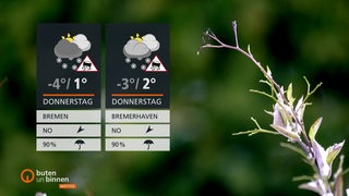 Ein grünlicher unscharfer Hintergrund mit einem winterlichen Gewächs im Vordergrund. Links im Bild die Wettertafel.