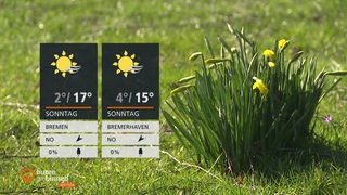 Eine strahlend grüne Wiese mit blühenden Narzissen. Links die Wettertafel.