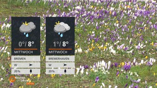 Wettertafeln vor einer blühenden Wiese mit verschiedenen Frühlingsblumen