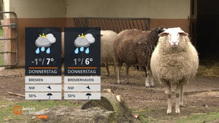 Eine eingezäunte Weide mit Schafen. Das eine weiße Schaf guckt frontal in die Kamera. Links im Bild die Wettertafel.