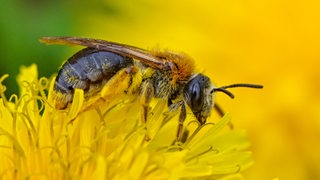 Eine Wildbiene sucht nach Nektar und Blütenpollen auf der Blüte vom Löwenzahn auf einer Wiese 