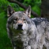 Ein Wolf mit grauem Fell steht vor einem Baum